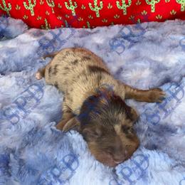 Toby - Dapple male Dachshund puppy in Onalaska, Texas from Smokey Pines Dachshunds