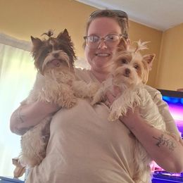 Charlie Brown - Yorkshire Terrier