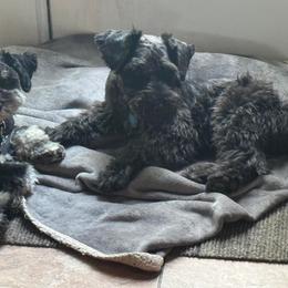Miniature Schnauzer Puppies from Du Lac Miniature Schnauzers