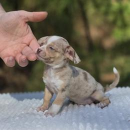 Splash - Cream male Companion Cross puppy in East Camden, Arkansas from RoyAl