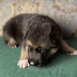 Green collar boy - Black and red male German Shepherd puppy in Coleta, Illinois from Four Leaf Farm- Vom Vierblättriges Bauernhof