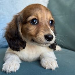 Ghost (AKC-3500) - Brindle female Dachshund puppy in Krum, Texas from Tired Chef Dachshunds