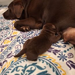 Labrador Retriever Puppies from Fetching Labrador Retrievers