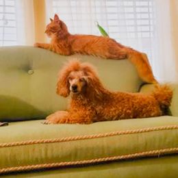 Poodles from GentleID