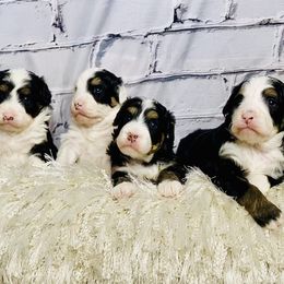 Bernedoodles and Cavapoos from Sugar Doodles Pups