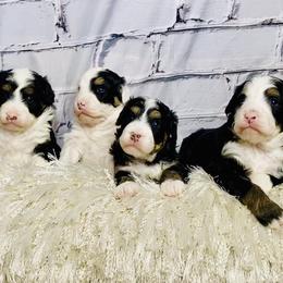 Bernedoodles and Cavapoos from Sugar Doodles Pups