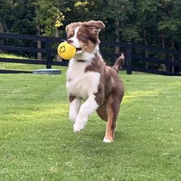 Australian Shepherd Puppies from Lovable Little Aussies