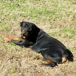 Grissom - Rottweiler