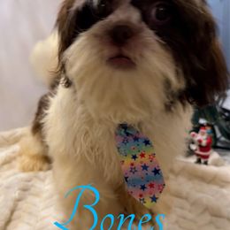 Bones - Liver and white male Shih Tzu puppy in Ocala, Florida from Mimi's Shih-tzus of Ocala