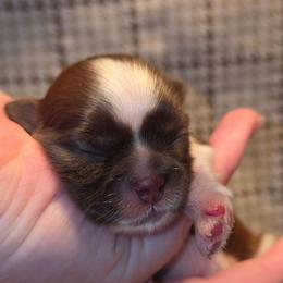 Sophie - Brindle and white female Shih Tzu puppy in Willowsprings, Missouri from Taylors Tiny Tails Co.