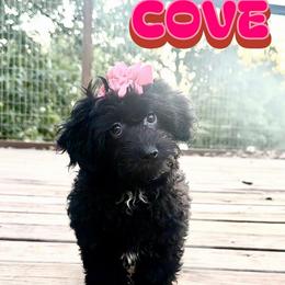 Cove - female Corgipoo puppy in Garland, Texas from Brewer's Doodles and French Bulldogs