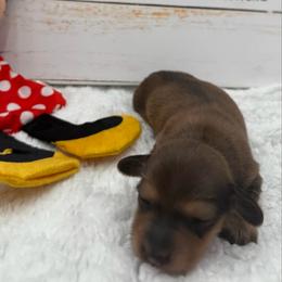 Ember AKC Girl 4 - Sable female Dachshund puppy in Sumrall, Mississippi from JP’s Dachshunds