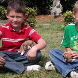 Pembroke Welsh Corgi Puppies from Synergy Stables, Inc.
