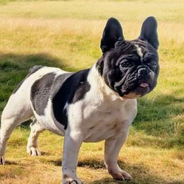 Jojo - French Bulldog