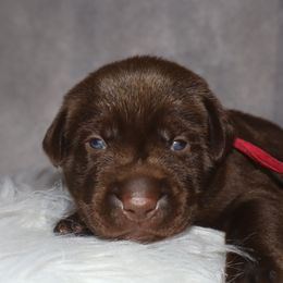 Dark pink collar - Chocolate female Labrador Retriever puppy in Suffolk County, New York from South Shore Labradors