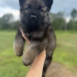 Red collar - Sable male German Shepherd puppy in Canterbury, Connecticut from Nachtwaechter German Shepherds, LLC