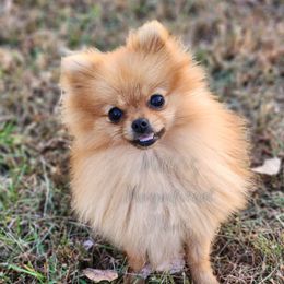 Halle - Pomeranian