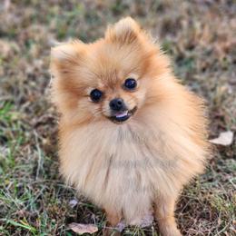 Halle - Pomeranian