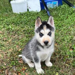 Siberian Husky Puppies from Dacogetic