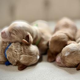 Boy 4 Selection - Apricot male Cavapoo puppy in Pleasant Hill, Iowa from Harvest Creek