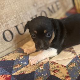 Moon - Black and white female Teddy Roosevelt Terrier puppy in Cumming, Georgia from Barnett’s Rambling Terriers