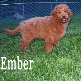 Goldendoodle Puppies from Hilltop Pups By Abby,LLC