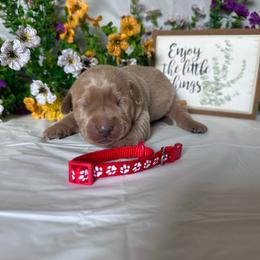 Red - Yellow male Labrador Retriever puppy in Newton Grove, North Carolina from Wayalife Labradors & Gsp’s
