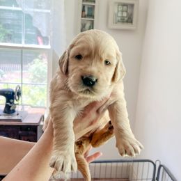 Golden Retriever and Pembroke Welsh Corgi Puppies from Rose n’ Thistle Farm