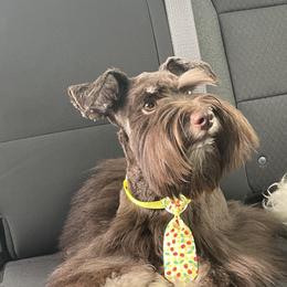 Crown - Miniature Schnauzer