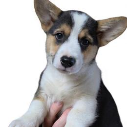 Georgia - Black and tan female Pembroke Welsh Corgi puppy in Ethridge, Tennessee from Liberty Hill Farm