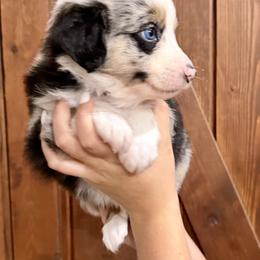 Blue collar - Blue merle male Miniature Australian Shepherd puppy in 32046, Florida from River Hill Ranch