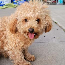 Beagles, German Shepherds, and Poodles from Nebraska K9's
