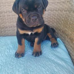 Cane Corso Puppies from Willow’s Meadow