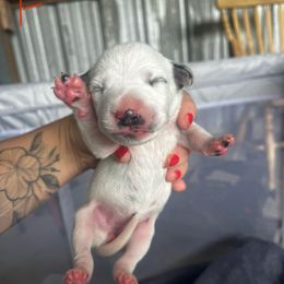 Dark Fuchsia Girl - White and black female Dalmatian puppy in Lakeland, Florida from Ink Spot Canines