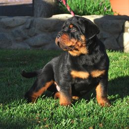 Rottweiler Puppies from Von Ruelmann Rottweilers