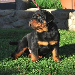 Rottweiler Puppies from Von Ruelmann Rottweilers