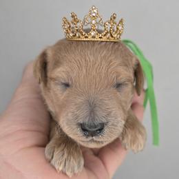 Prince - Red  male Goldendoodle puppy in Harlem, Georgia from Ivey's Poodles & Doodles