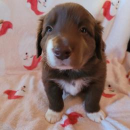 Radar - White and red male Border Collie puppy in Watsontown, Pennsylvania from Kate Gresham