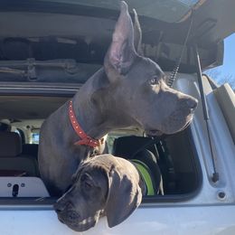 Great Dane Puppies from Blue Envy Great Danes