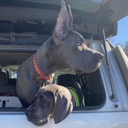 Great Dane Puppies from Blue Envy Great Danes