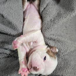 Beca - Red female Boston Terrier puppy in Millers Creek, North Carolina from Tumbling Shoals Hilltop Bostons