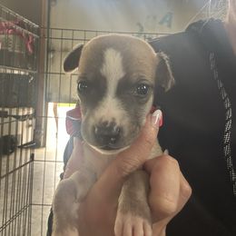 Girl 1 - Fawn female Whippet puppy in Corry, Pennsylvania from Sara's Whippets