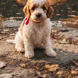 Hot pink collar - Red and white female Cockapoo puppy in Wesson, Mississippi from Southern Country Doodles