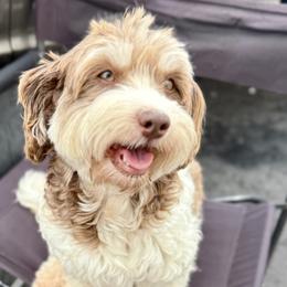 Havanese from Cornerstone Creek Farm