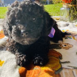 Maltipoo Puppies from Awwws&Pawws