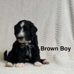 Boy 5 - male Portuguese Water Dog puppy in Vancouver, Washington from Portie Puppies