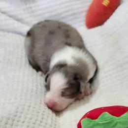 Hope - Blue merle female Australian Shepherd puppy in Athens, Tennessee from Mimi's Aussie