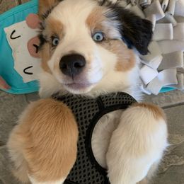 Miniature Australian Shepherd Puppies from Boulder Mini Aussies