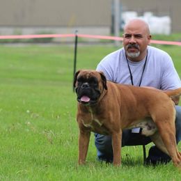Boxers from Alfabox Boxers