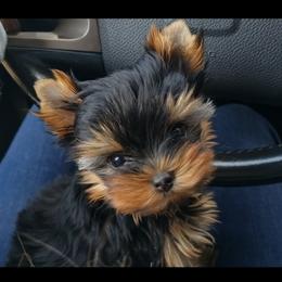 Yorkshire Terrier Puppies from Montbleau Yorkies